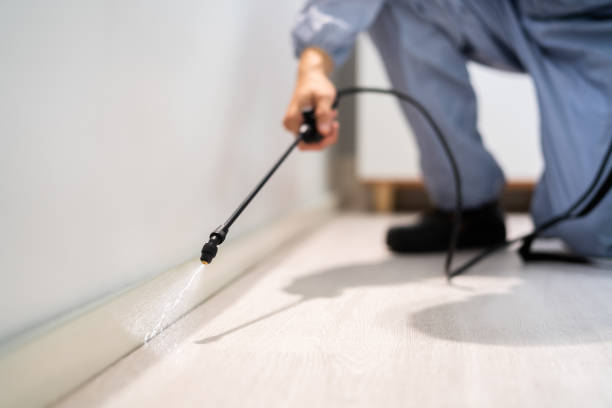 Licensed Wasp Removal service in Winchester, IL - Show Me Pest Control